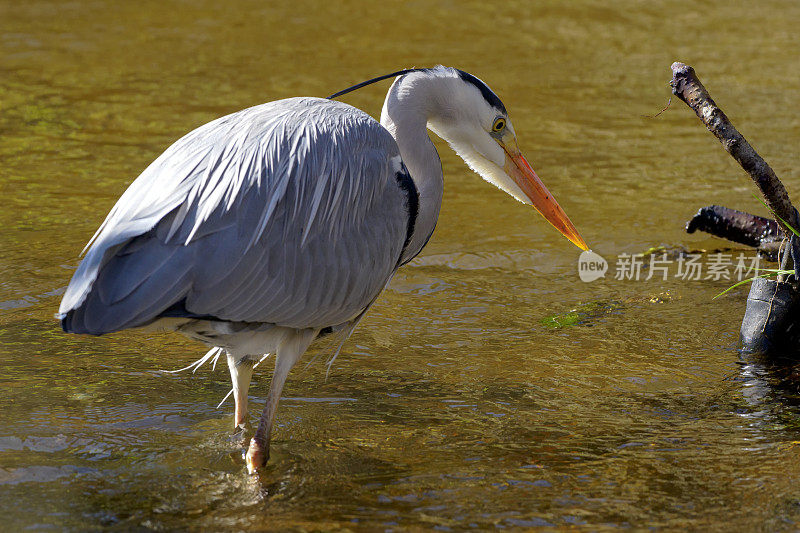 灰鹭(Ardea cinerea)捕鱼